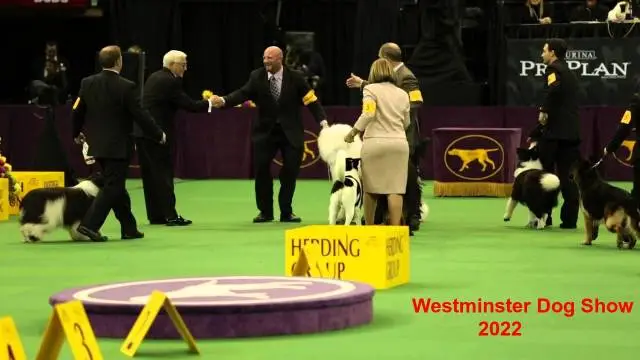 Westminster Dog Show 2022: Live, Start, Time, TV Channel