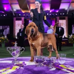 How To Watch Westminster Dog Show Live Free 2023 TV Schedule